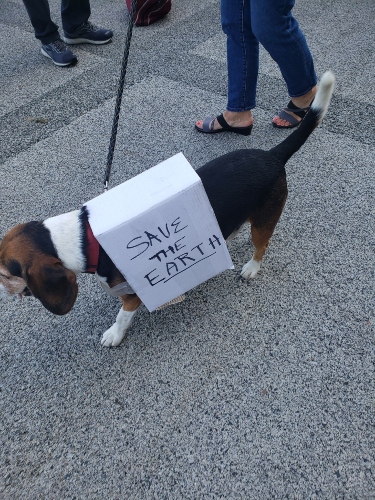 Resized Beagle